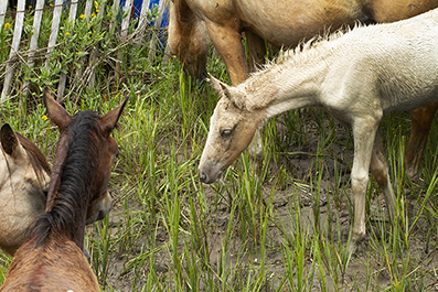 Chincoteague Wild Ponies : Personal Photo Projects : Photos : Richard Moore : Photographer